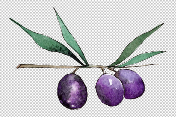 Branch olive watercolor png Flower