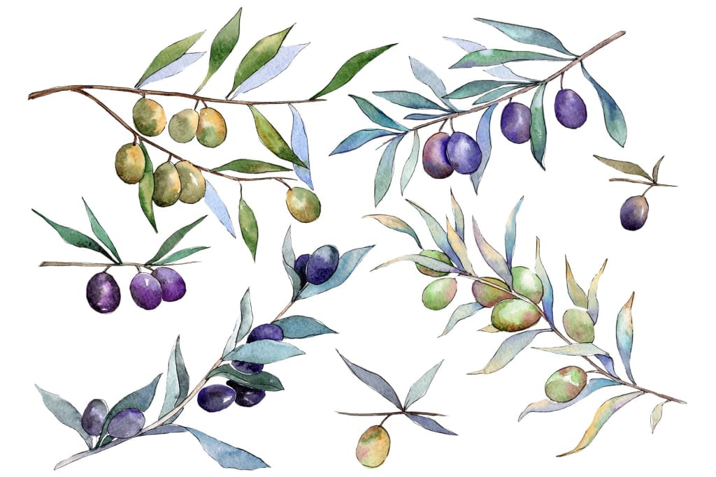 Branch olive watercolor png Flower