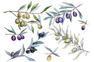 Branch olive watercolor png Flower