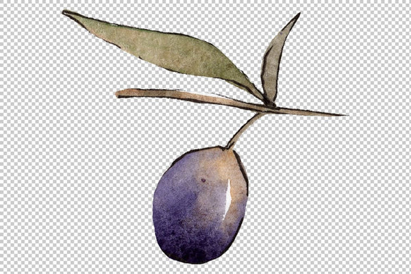 Branch olive watercolor png Flower