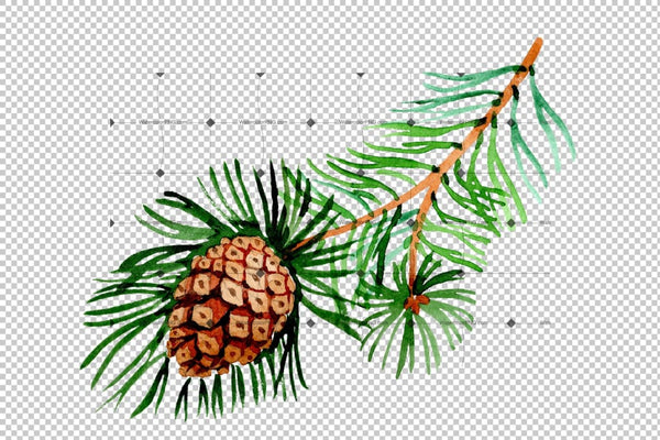 Branches Of Spruce And Pine Png Watercolor Set Digital