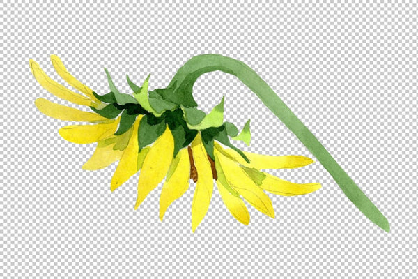 Bright yellow sunflower watercolor png Flower