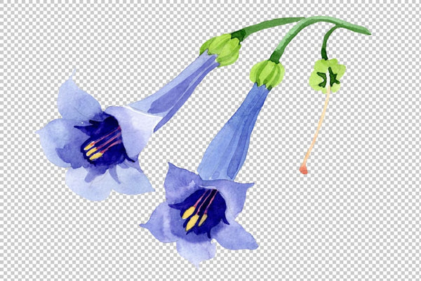 Brugmansia blue Watercolor png Flower