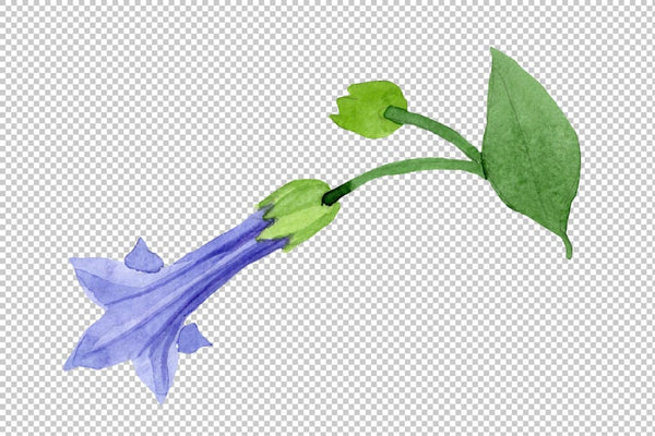 Brugmansia blue Watercolor png Flower
