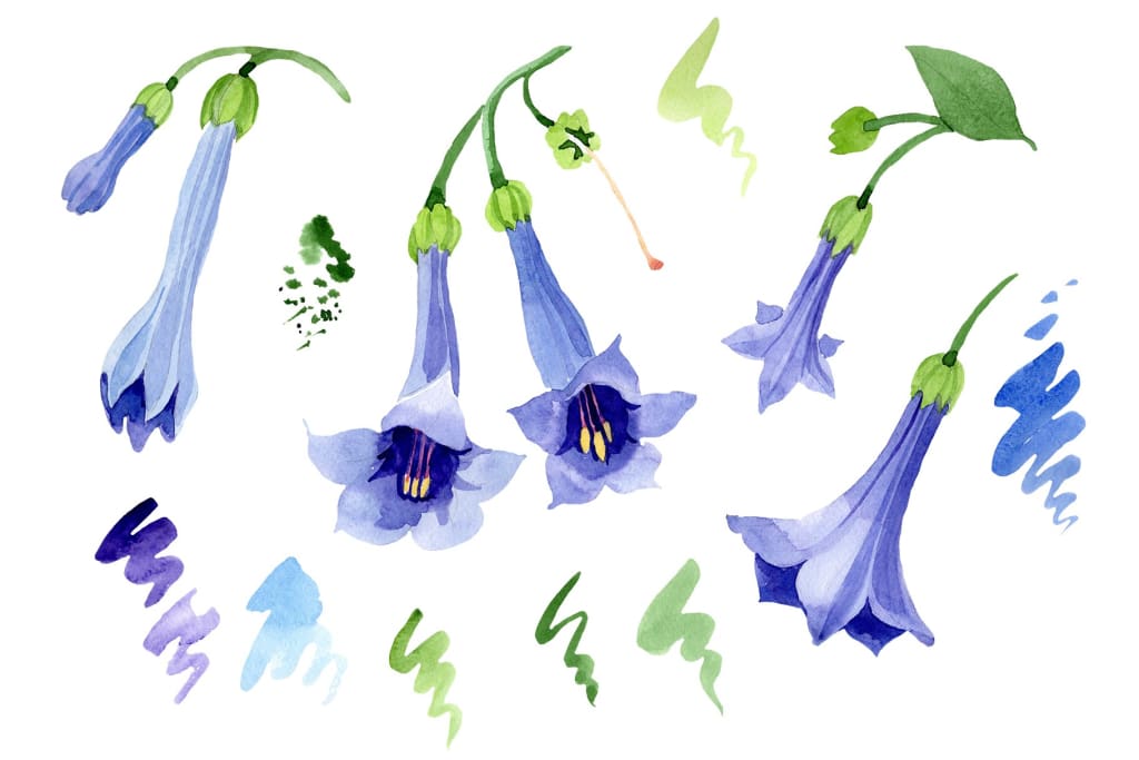 Brugmansia blue Watercolor png Flower