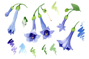 Brugmansia blue Watercolor png Flower