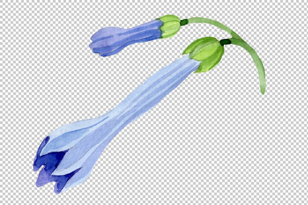 Brugmansia blue Watercolor png Flower