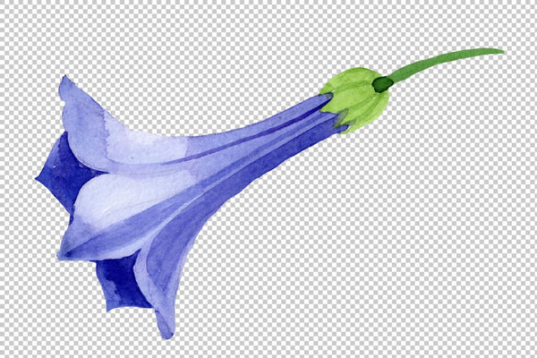 Brugmansia blue Watercolor png Flower