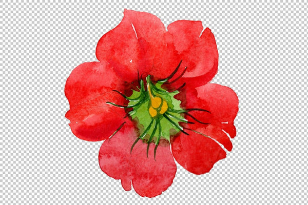 Brugmansia red flower Watercolor png Flower
