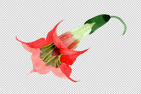 Brugmansia red flower Watercolor png Flower