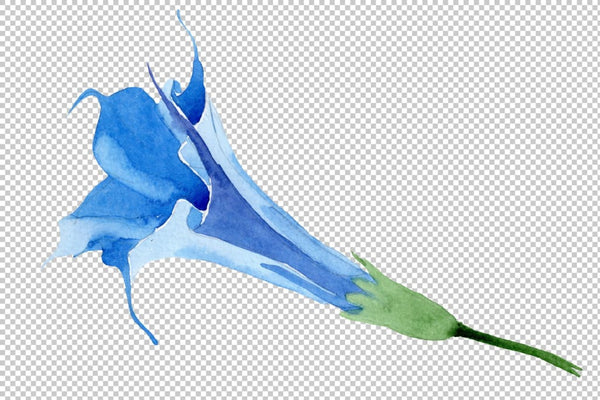 Brugmansia soft blue watercolor png Flower