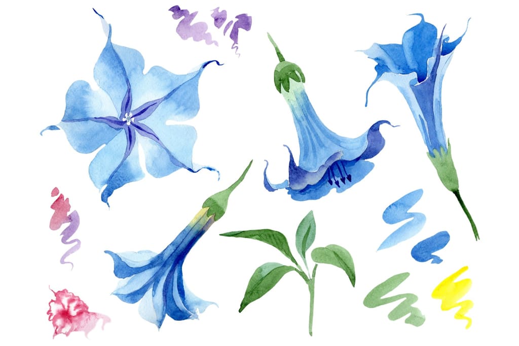 Brugmansia soft blue watercolor png Flower