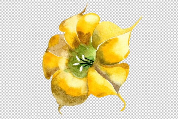 Brugmansia yellow flower watercolor png Flower