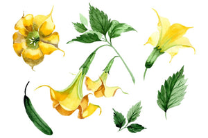 Brugmansia yellow flower watercolor png Flower