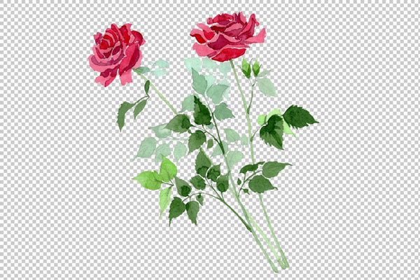 Bush of Roses pink and red Watercolor png