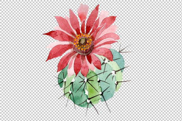 Cactus green spiny ordinary flower watercolor png Flower