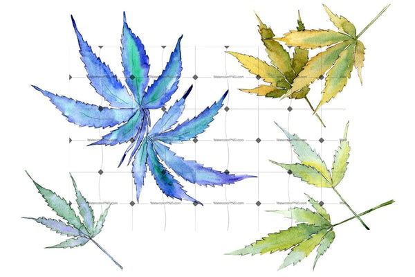 Cannabis Leaves Png Watercolor Set Digital