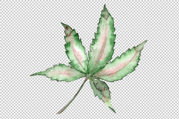 Cannabis plant watercolor png Flower