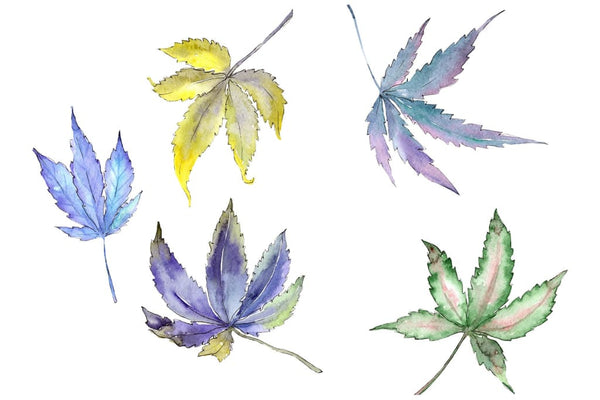 Cannabis plant watercolor png Flower
