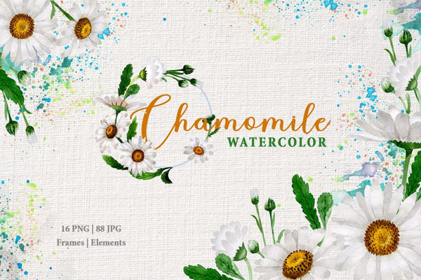 Chamomile Watercolor png Digital