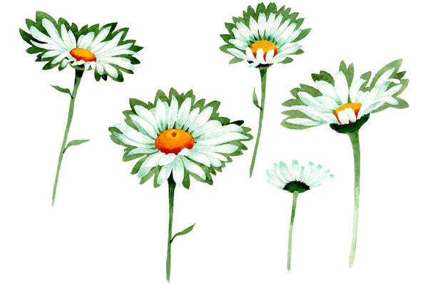 Chamomile white field watercolor png Watercolor png Flower