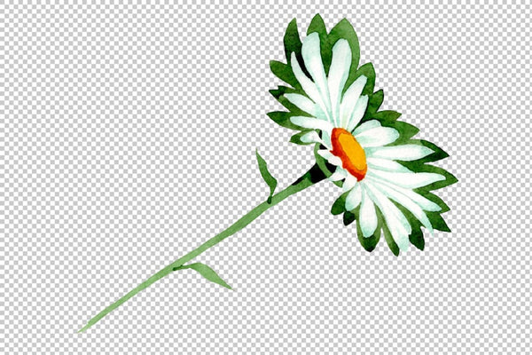 Chamomile white field watercolor png Watercolor png Flower
