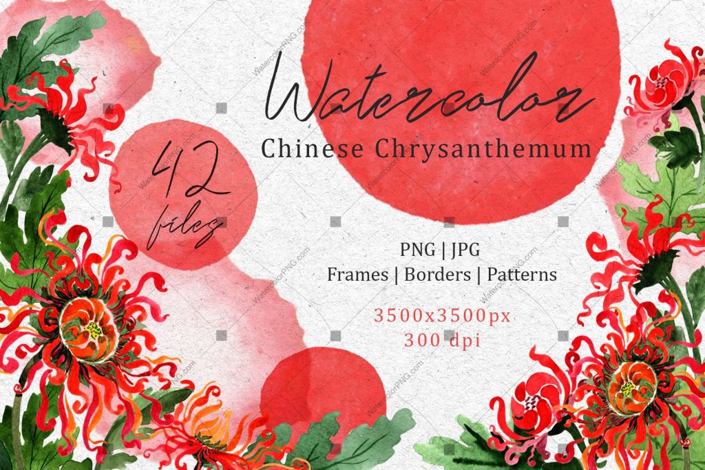 Chinese Chrysanthemum Png Watercolor Set Digital