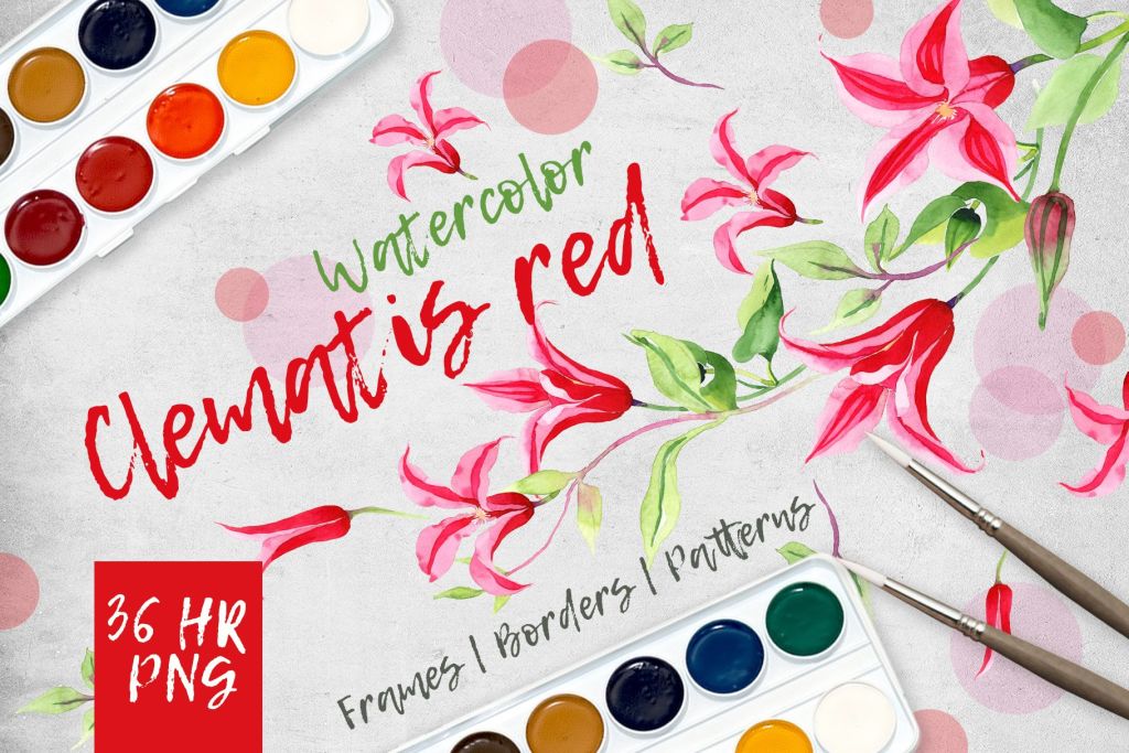 Clematis Red Png Watercolor Flower Set Digital