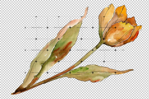 Colorful Autumn Tulips Png Watercolor Set Flower