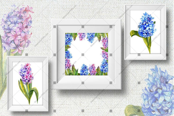 Colorful Hyacinth Png Watercolor Set Budle