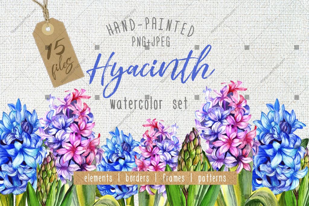 Colorful Hyacinth Png Watercolor Set Budle