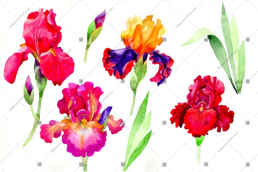 Colorful Irises Flowers Watercolor Png Flower