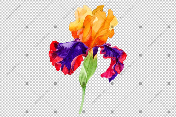 Colorful Irises Flowers Watercolor Png Flower