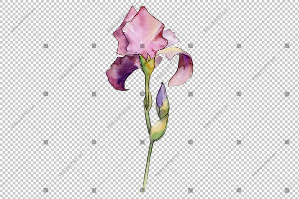 Colorful Irises Watercolor Png Flowers Flower