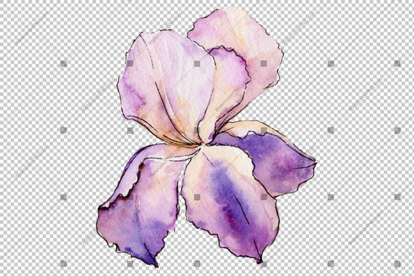Colorful Irises Watercolor Png Flowers Flower