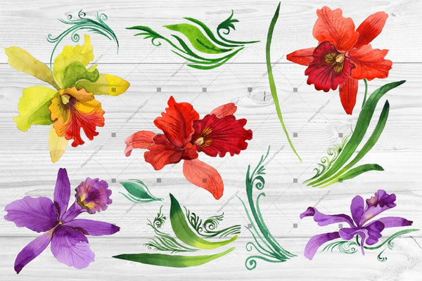 Colorful Orchid Png Watercolor Set Digital
