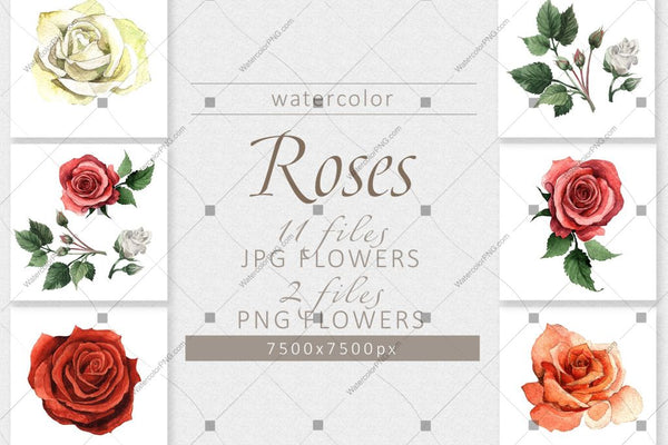 Colorful Roses Png Watercolor Set