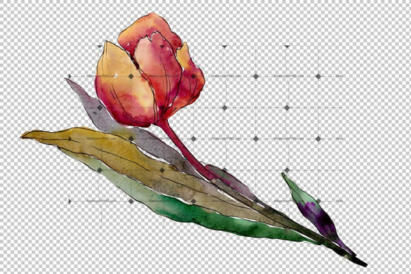Colorful Tulips Png Watercolor Flower Set Flower
