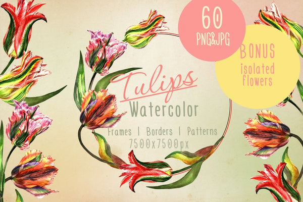 Colorful Tulips Png Watercolor Set Digital