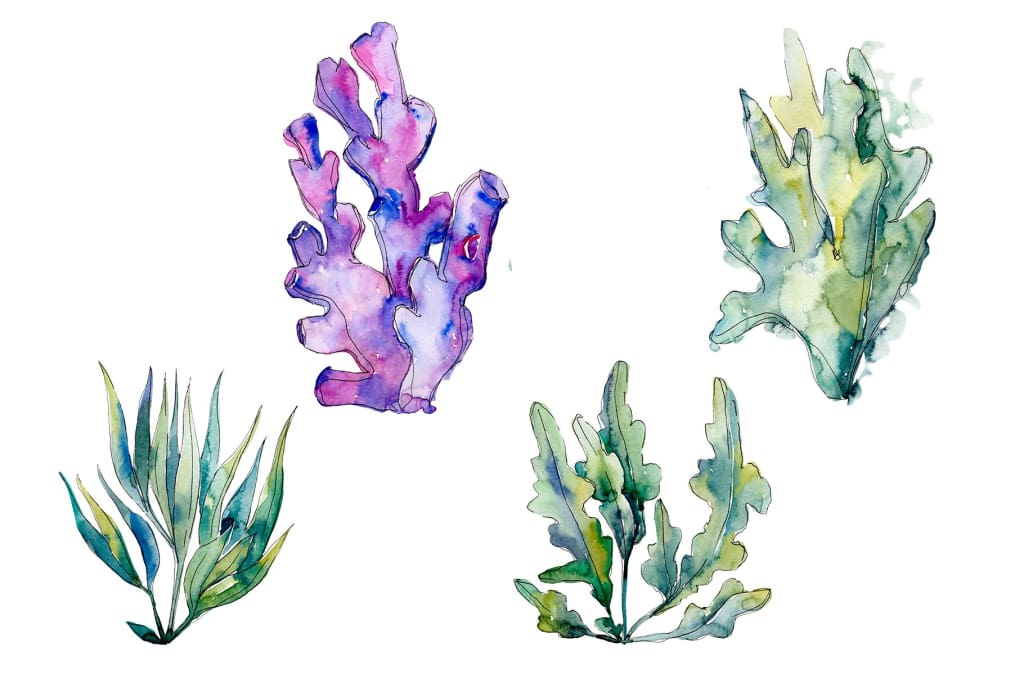 Coral acabaria watercolor png Flower