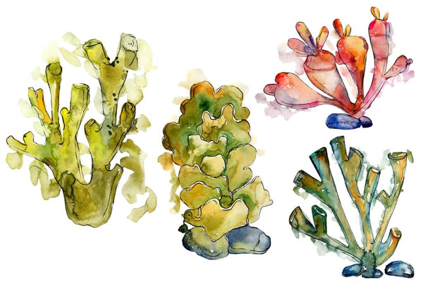 Corals Seafood Watercolor png Flower