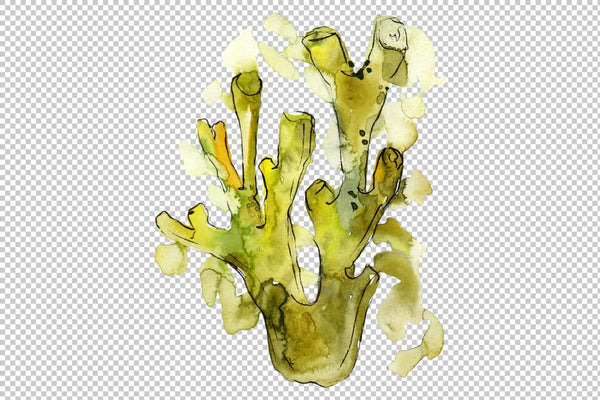 Corals Seafood Watercolor png Flower