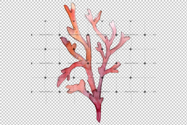 Corals Watercolor Png Flower