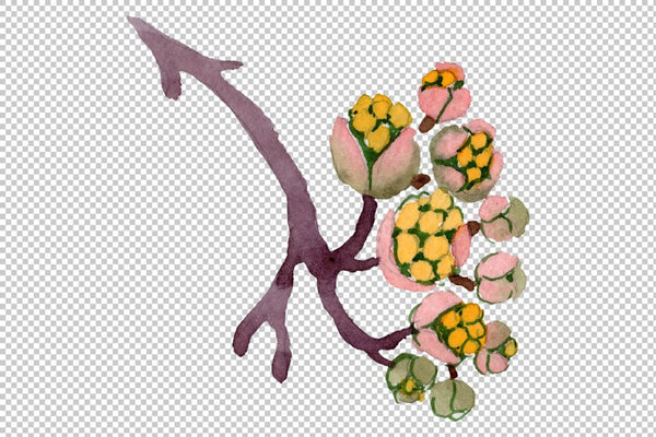 Cornus mas Watercolor png Flower