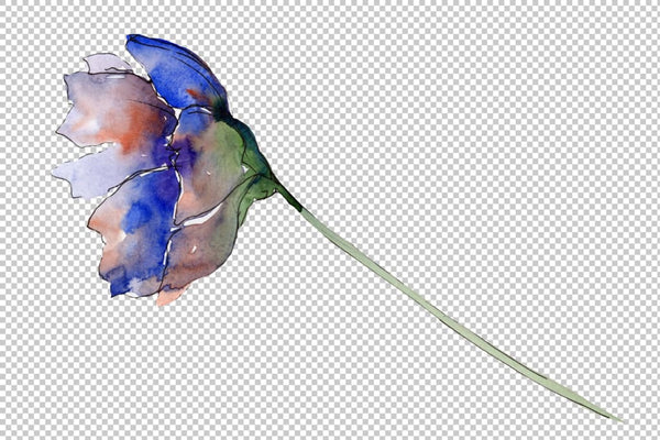 Cosmos flower blue Watercolor png Flower