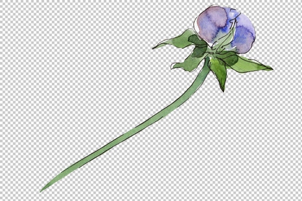 Cosmos flower blue Watercolor png Flower