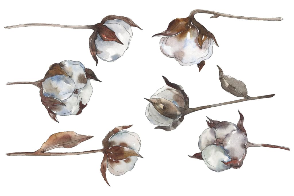 Cotton 2 Watercolor png Flower