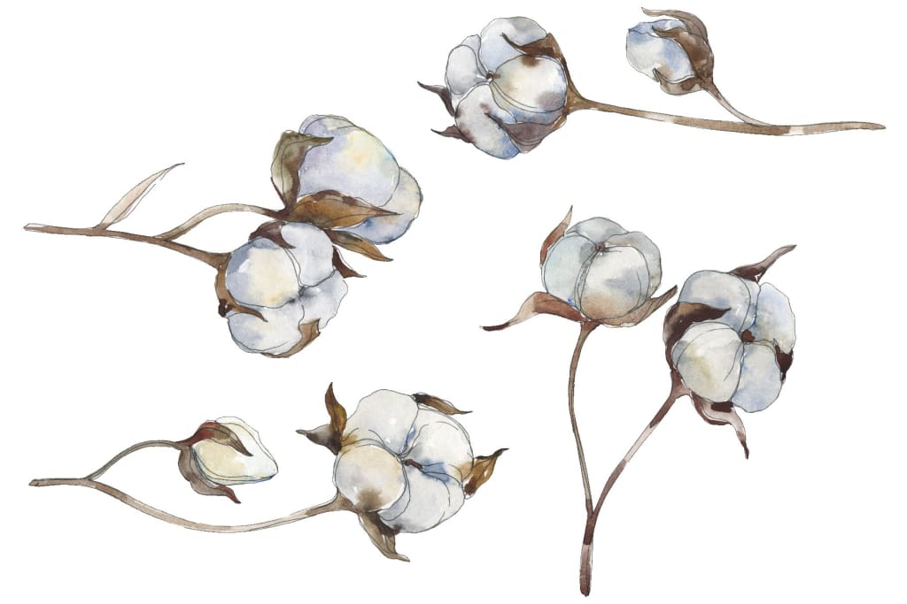 Cotton Watercolor png Flower