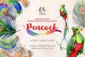 Peacock Watercolor png