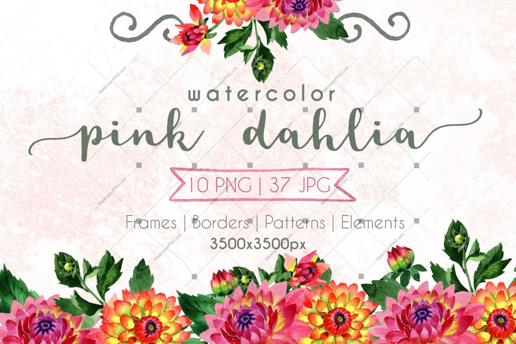 Pink Dahlia Png Watercolor Set Digital